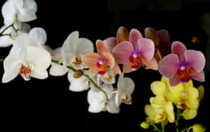一簇白色、粉紅色和黃色蘭花，背景為黑色。 — 花卉 壁紙