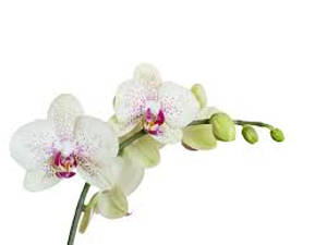 莖上帶有粉紅色中心和綠色花蕾的白色蘭花。 — 植物美學 壁紙