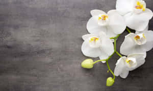 白色蘭花，黃色花心，在紋理灰色背景上。 — 山脈 壁紙