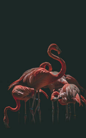 一群粉紅色火烈鳥在深色背景上呈現剪影。 — Galaxy Tab S10 Ultra 壁紙