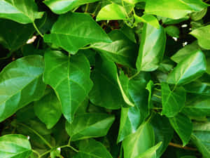 茂盛綠色葉子的特寫，葉脈清晰可見，帶有自然陰影 — 花園 壁紙