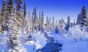 白雪覆蓋的松樹林，在清澈藍天下有一條流淌的河流。 — 冬季風景 壁紙