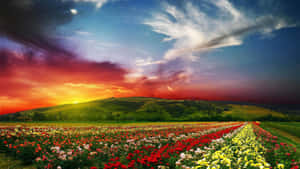 一排排紅、白、黃色的玫瑰在戲劇性的夕陽天空下向起伏的綠色山丘延伸。 — 花園 壁紙