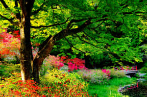 在色彩繽紛的日本庭園中，一座紅色小橋橫跨溪流，鮮花盛開，綠樹成蔭。 — 花園 壁紙