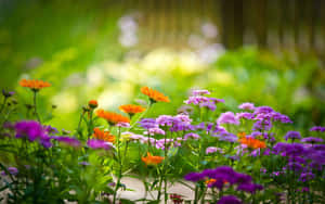 陽光明媚的花園草地上，色彩繽紛的野花和蜜蜂。 — 唯美花卉 壁紙