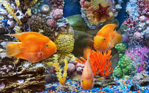 三條橙色魚兒在水族館中於珊瑚和彩色卵石間游動。 — 珊瑚 壁紙