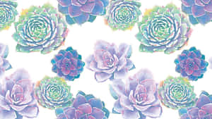 白色背景上色彩繽紛的多肉植物水彩圖案 — 2560x1440 壁紙