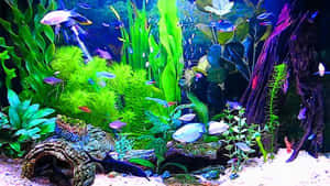 色彩繽紛的魚兒在光線明亮的水族箱中，於人造植物之間游動。 — 水族箱 壁紙