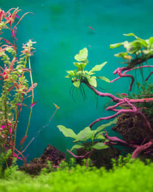 藍綠色水族箱中的彩色水生植物和小魚。 — 水族箱 壁紙