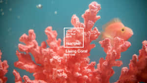 藍色海水中的粉紅色珊瑚和魚，附有 Pantone Living Coral 標籤。 — Pro Display XDR 壁紙