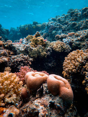 色彩繽紛的珊瑚礁，魚兒在清澈的藍色水中游動。 — 海洋 壁紙