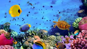 色彩繽紛的珊瑚礁，有熱帶魚和海龜在水下游泳。 — 珊瑚 壁紙
