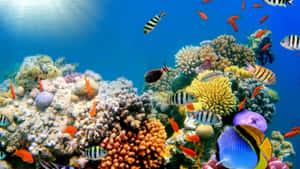 令人驚嘆的珊瑚礁，多種魚類在清澈的藍色水中游動。 — 卡洛琳 壁紙