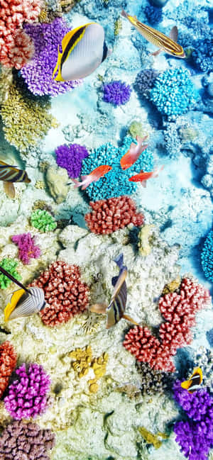色彩繽紛的珊瑚礁，熱帶魚在清澈的藍色海水中游動。 — Galaxy S25 FE 壁紙