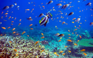 熱帶魚群在清澈湛藍的海洋中游過珊瑚礁。 — 海景 壁紙