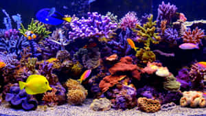 色彩繽紛的熱帶魚在光線充足的魚缸中，在生機勃勃的珊瑚間游動。 — 水族箱 壁紙