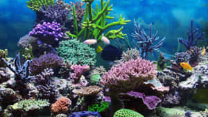 色彩繽紛的珊瑚礁，熱帶魚在清澈湛藍的海水中游動。 — 珊瑚 壁紙