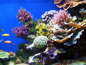色彩繽紛的珊瑚礁，熱帶魚在清澈的藍色海水中游動。 — 珊瑚 壁紙