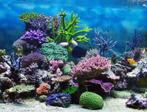 色彩繽紛的珊瑚礁，魚群在清澈的藍色海水中游動。 — 水族箱 壁紙
