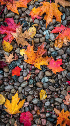 紅色、橙色和黃色的秋葉散落在光滑的灰色石頭上。 — 一加 壁紙
