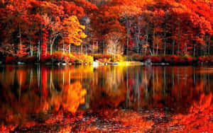 秋林倒映在平靜的湖面上，帶有火紅橙色的樹葉。 — 可愛秋天 壁紙