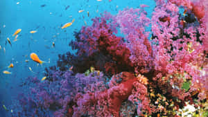 色彩繽紛的珊瑚礁，小魚在藍色水中游動。 — 珊瑚 壁紙