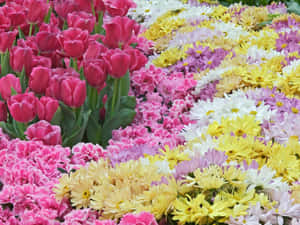 色彩繽紛的花園，盛開著粉紅色鬱金香、康乃馨和黃色雛菊。 — 花朵美學動態圖 壁紙