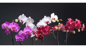 深灰色背景下的紫色、白色和紅色蘭花工作室佈置。 — 粉色花朵 壁紙