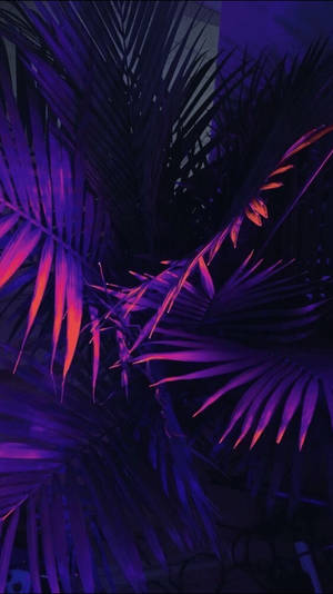 紫色和粉紅色的霓虹燈在夜間穿過濃密的熱帶棕櫚葉發光。 — 棕櫚樹 壁紙