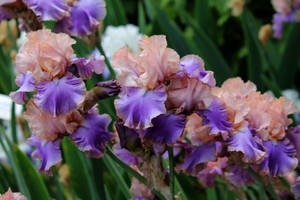花園中一簇帶有褶邊花瓣的紫色和蜜桃色鳶尾花。 — 鳶尾花 壁紙