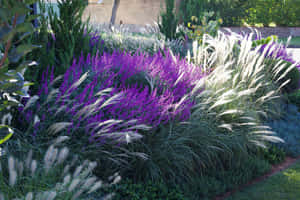 紫色開花植物和白色觀賞草在陽光普照的花園花壇中。 — 花園 壁紙