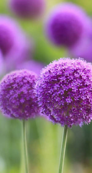 紫色蔥花特寫，帶有綠色莖幹和模糊背景。 — 花 iPhone 壁紙