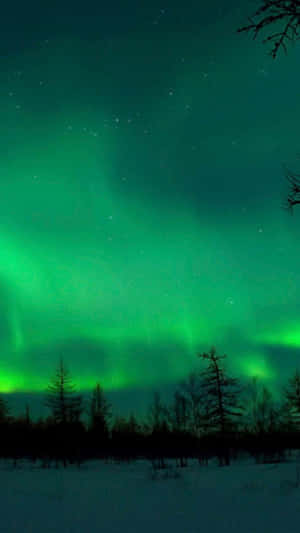 綠色北極光在夜間雪覆蓋的森林上空閃爍。 — 天際線 壁紙