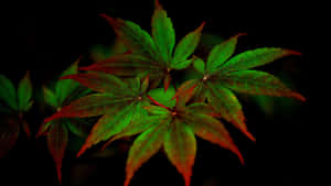 在黑色背景上發光的綠色和紅色楓葉。 — 植物 壁紙