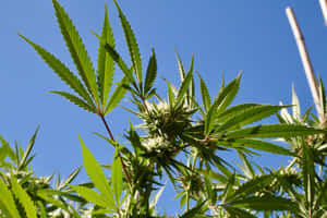大麻植物的特寫，綠葉和花蕾映襯著藍天。 — MacBook Air 13 壁紙
