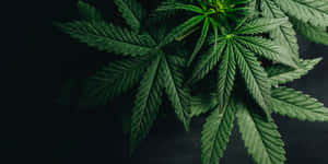 深色背景下茂盛綠色大麻葉的特寫。 — 植物美學 壁紙