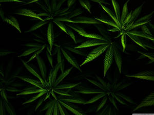 黑色背景下發光的綠色大麻葉特寫。 — 大麻 壁紙