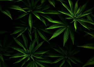 黑色背景下發光的綠色大麻葉特寫。 — 吸大麻 壁紙
