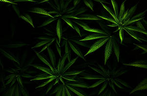 黑色背景下發光的綠色大麻葉特寫。 — 迷幻 壁紙