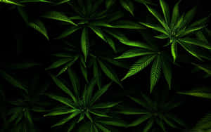 在黑色背景下發光的綠色大麻葉。 — 植物美學 壁紙