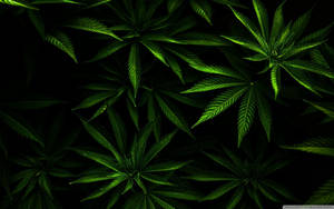 在黑色背景下發光的綠色大麻葉。 — 暗色 壁紙