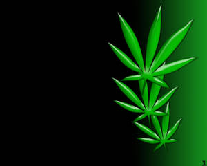 光澤的綠色大麻葉在深色到綠色的漸變背景上。 — 酷炫大麻 壁紙