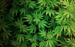 在自然環境中生長的密集綠色大麻葉的特寫。 — 大麻 壁紙