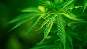 大麻植物葉子特寫，背景模糊綠色。 — 植物美學 壁紙