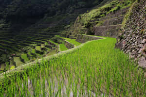 梯田沿著山坡蜿蜒而下，點綴著綠色植物和石牆。 — 菲律賓 壁紙