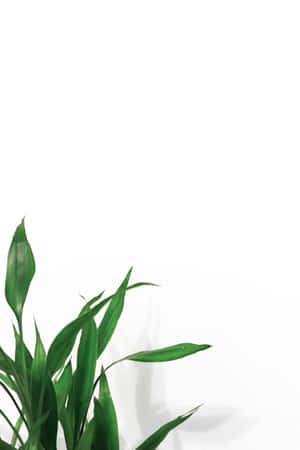 白色背景上的綠色植物葉片，適合簡約裝飾。 — 花園 壁紙