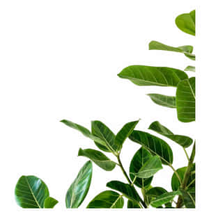 帶有光澤的綠色琴葉榕樹枝框出乾淨的白色背景。 — 植物美學 壁紙