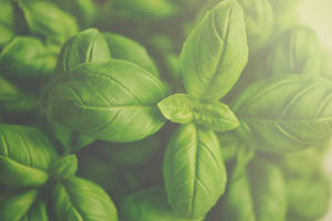 新鮮羅勒葉的特寫，帶有露水和柔和陽光。 — 植物美學 壁紙