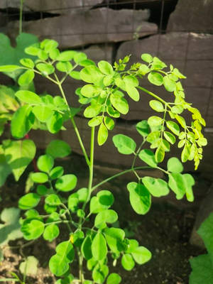 在花園中靠著石牆生長的茂盛綠色辣木植物。 — 綠色 壁紙