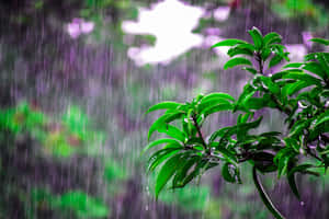 暴雨期間，雨滴落在森林中茂密的綠葉上。 — MacBook Pro M2 壁紙